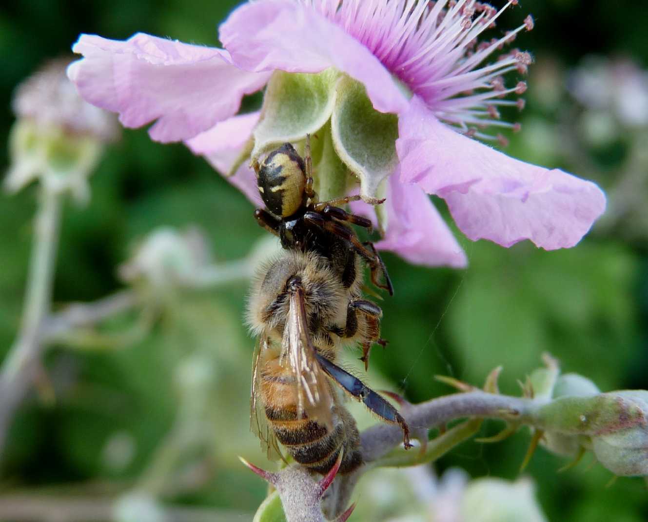 Synema globosum